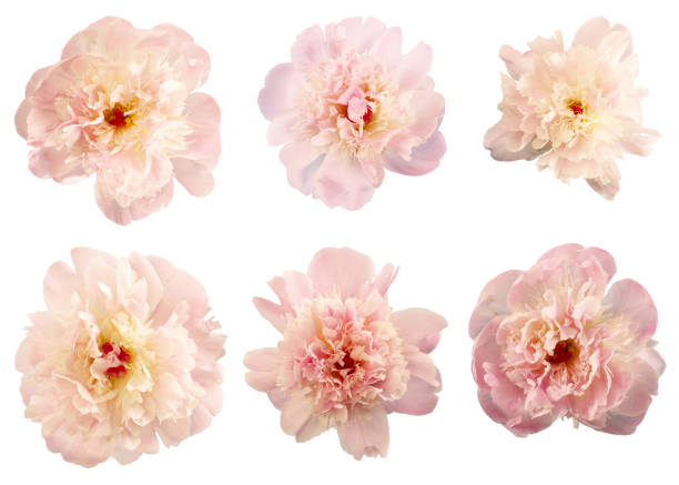 istock pink peonies on blue background studio shot 1223593610