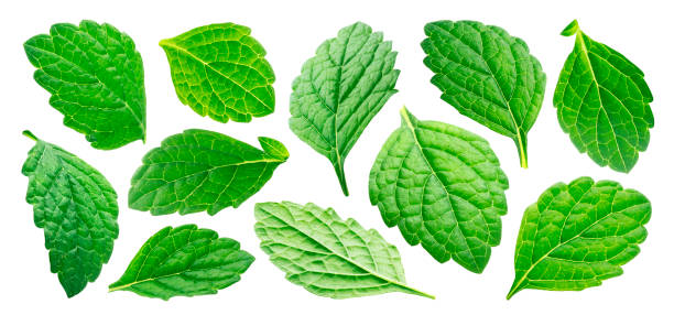istock Falling melissa leaves, lemon balm isolated on white background 1223595070