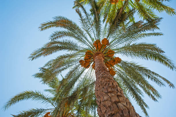 Large date palm tree abstract view looking to the sky Abstract view of tall large date palm tree phoenix dactylifera with fruit looking upwards towards a blue sky background date palm tree stock pictures, royalty-free photos & images