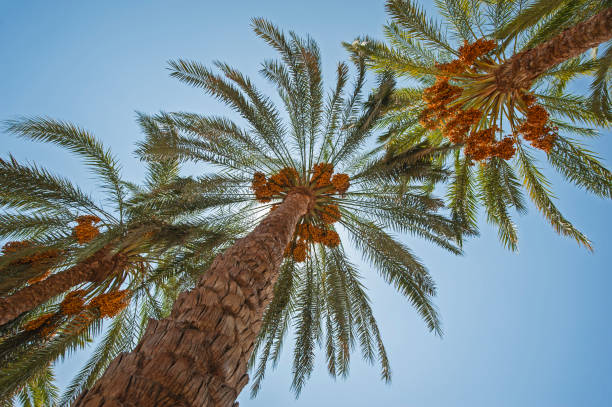 istock Large date palm tree abstract view looking to the sky 1223596748