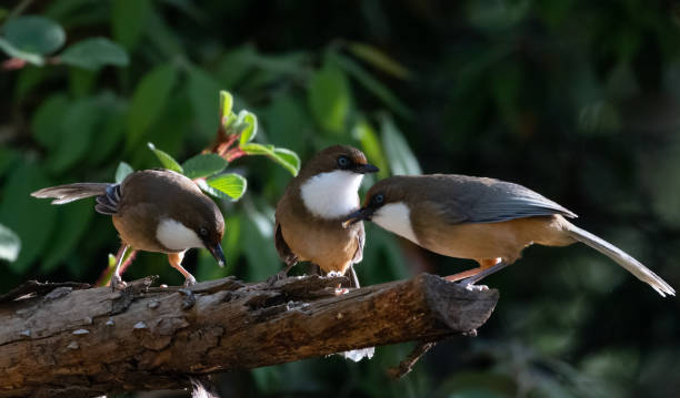 istock White Throated Laughing Thrush bird in Sattal 1223597316