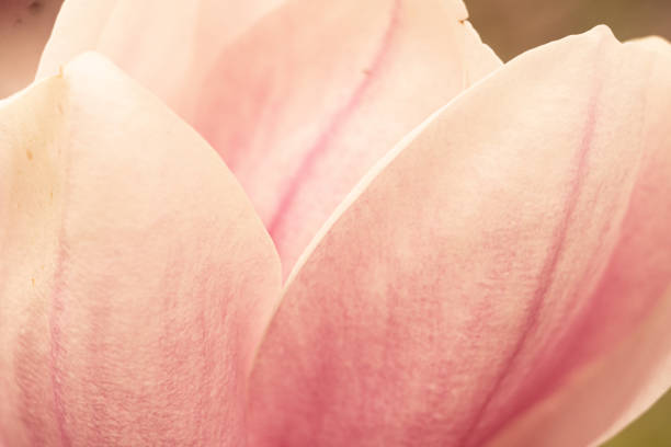 istock Up close pink flowering tree 1223597496