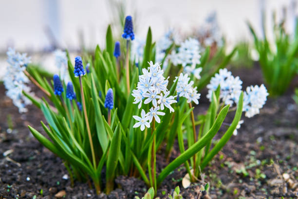 pushkinia and grape hyacinth flowers close-up white and blue small flowers of bulbous plants of pushkinia and grape hyacinth bloomed in the spring in the garden, close-up grape hyacinth stock pictures, royalty-free photos & images