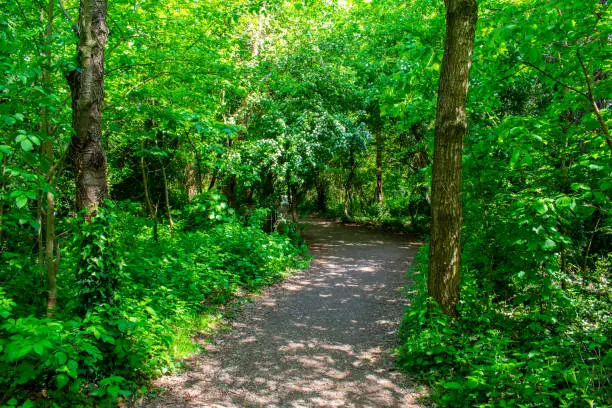 Photo of Footpath in deep shadow forest, sunshine over trees in Cave Hill Country Park, Belfast, Northern Ireland