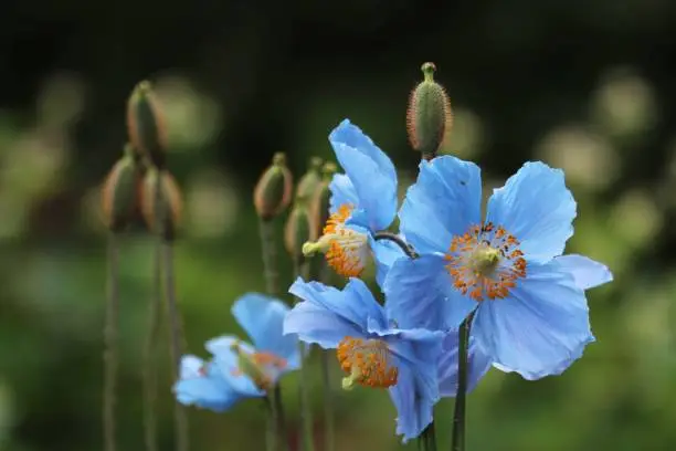 Photo of Himalayan Blue Poppy (Meconopsis) flowers