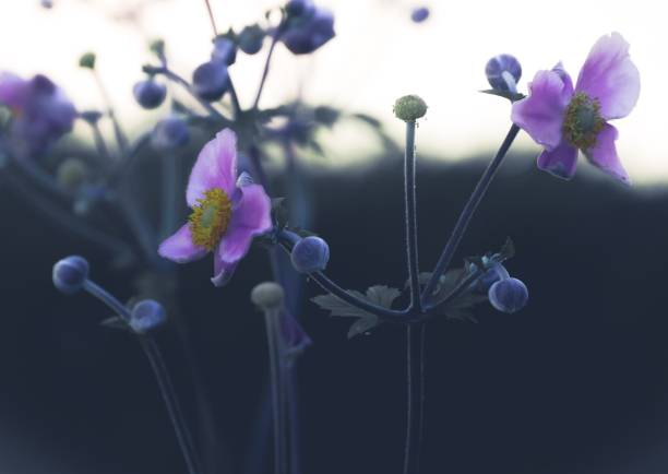 istock LOVELY MACRO PHOTOGRAPHY 1223600202