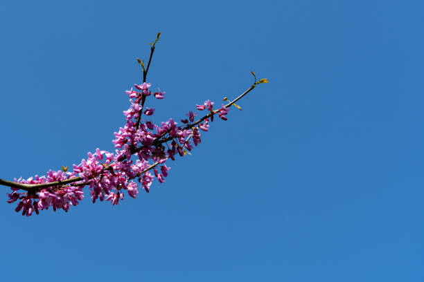 istock Purple flowers on branches of eastern Redbud or eastern Redbud Cercis canadensis on spring sunny day. Judas tree pink flowers closeup against blue sky. Selective focus. Nature concept for design. 1223600545