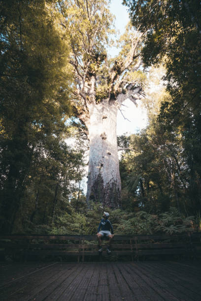 Tane Mahuta Tane Mahuta is also called the god of the forest is New Zealands known largest Kauri tree which is aged between 1,250 and 2,500 years old. It's located in the Waipoua forest of the northland region. waipoua forest stock pictures, royalty-free photos & images