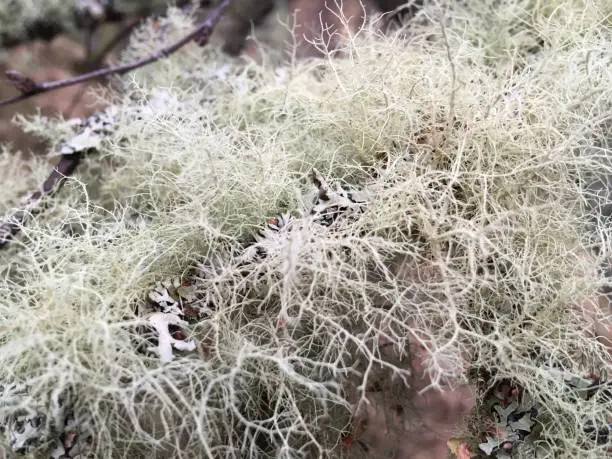 Photo of Old Man's Beard (Usnea sp.) and Oak Moss (Evernia prunastri) growing on branch in Scotland