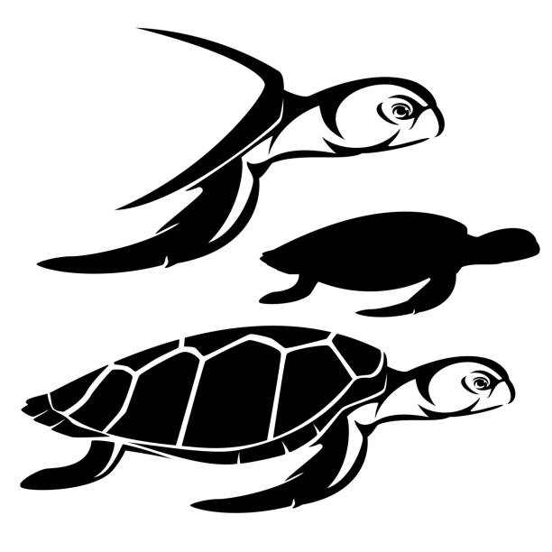 zielony żółw morski czarno-biały zarys wektora - sea turtle square shape square endangered species stock illustrations