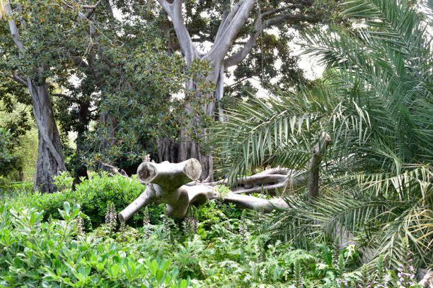 istock Tropical undergrowth by the roots of a fallen tree 1223602878