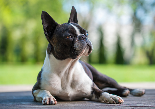 Boston terrier dog on brown terrace  - shallow depth of field