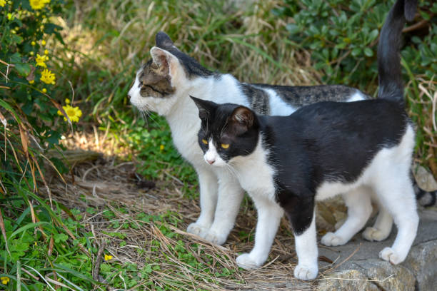 istock Tabby cat and tuxedo cat playing together. 1223604234
