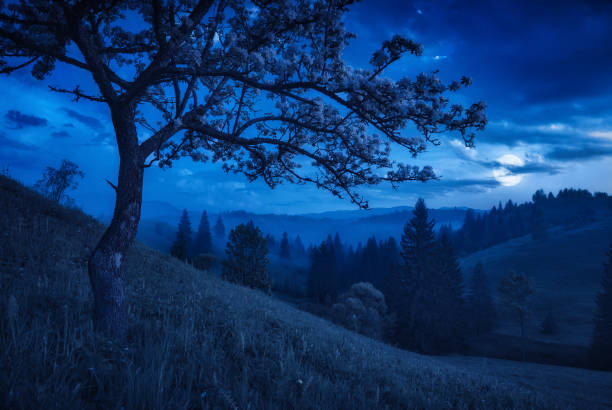 istock Flowering tree on a hill in a moon light 1223604371