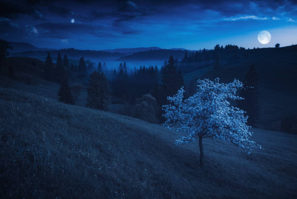 istock Flowering tree on a mountain hill in a moon light 1223604466
