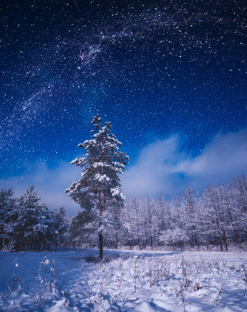 istock Forest covered with fresh snow in a moon light 1223604508