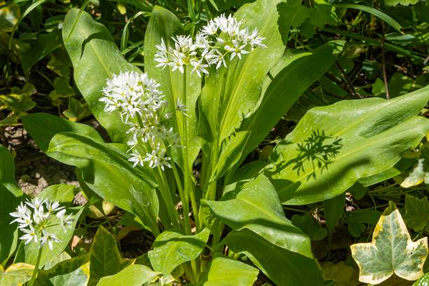 istock Buckrams broad-leaved garlic or bear's garlic on green background. Wild garlic (Allium ursinum) or ramsons white fragrant very small flowers. Natural concept of spring. Selective focus. Close-up.