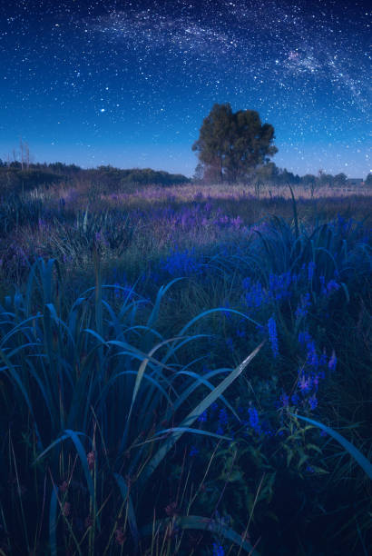 istock Milky way in a night starry sky above the misty valley 1223605561