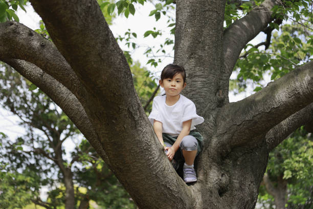 istock Japanese girl climbing the tree (5 years old) 1223606803