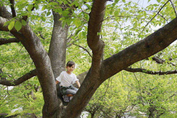 istock Japanese girl climbing the tree (5 years old) 1223606892