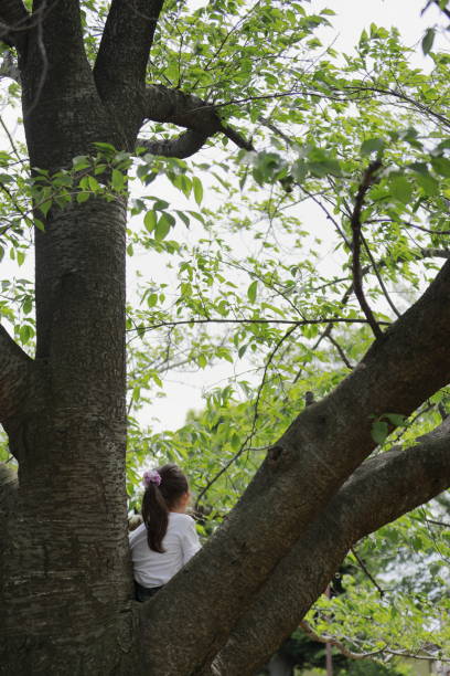 istock Japanese girl climbing the tree (appearance from behind) (5 years old) 1223606918