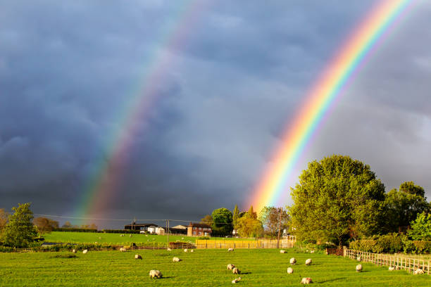 Beautiful double rainbow in sky over field of sheep with dramatic clouds stock photo
