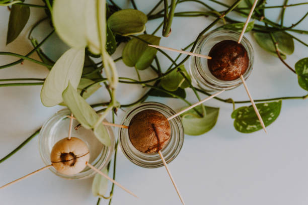 Как вырастить авокадо из косточки в домашних условиях Как вырастить авокадо из косточки в домашних условиях