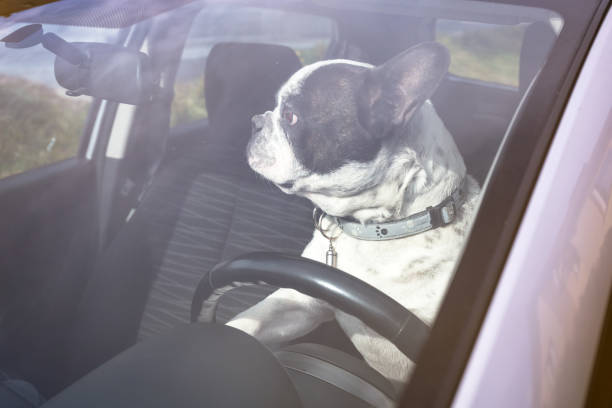istock French bulldog driving a car 1223607274