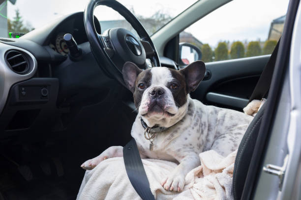 istock French bulldog waiting inside the car 1223607303