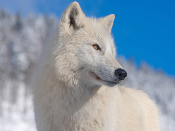istock polar wolf portrait on sky background 1223607340