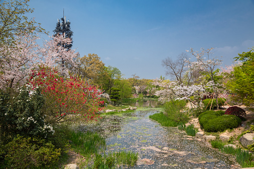 Spring in Wuxi Park, Jiangsu Province, China