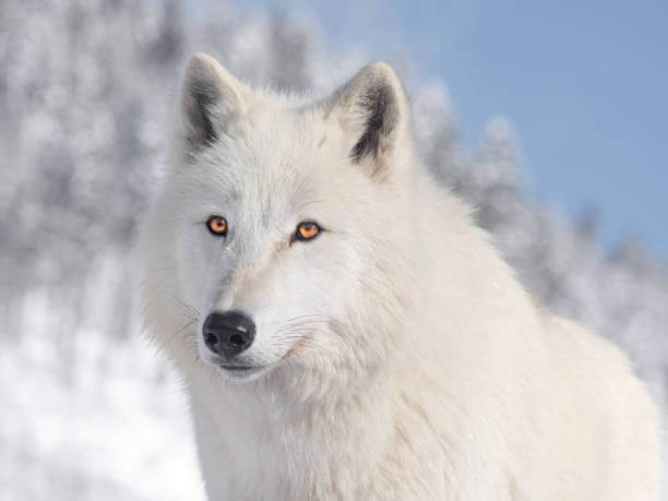 istock polar wolf portrait on sky background 1223608301