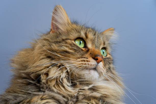istock Closeup Portrait of morocco Curl Cat 1223608302