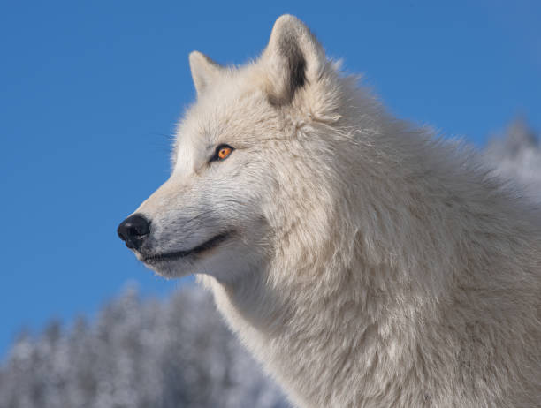 istock polar wolf portrait on sky background 1223608303
