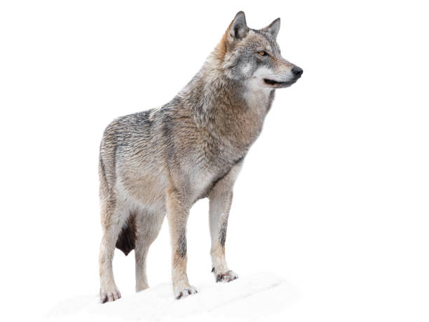 istock wolf standing in the snow isolated on a white background 1223608539