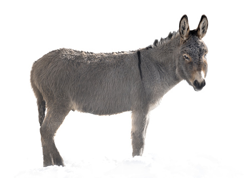 A donkey stands in the snow in winter isolated on a white background.