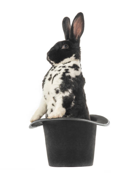 istock rabbit is standing in a black hat isolated on a white 1223608559