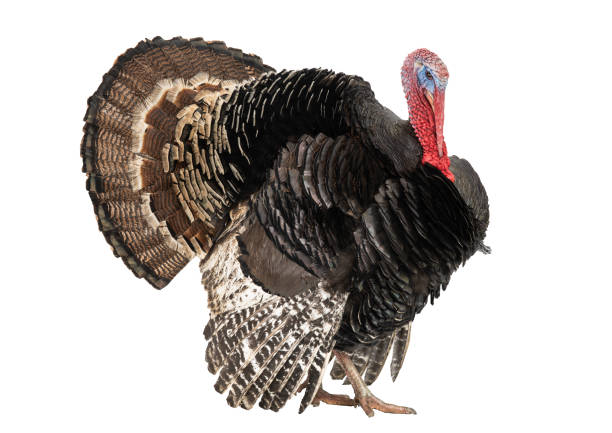 istock Bronze turkey isolated on a white background 1223608671