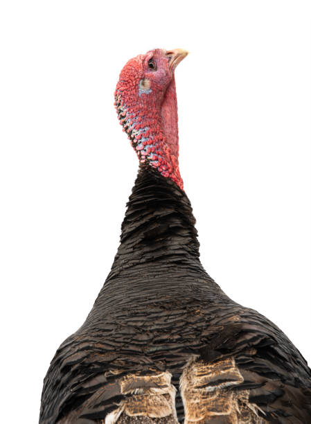 istock Bronze turkey isolated on a white background 1223609291