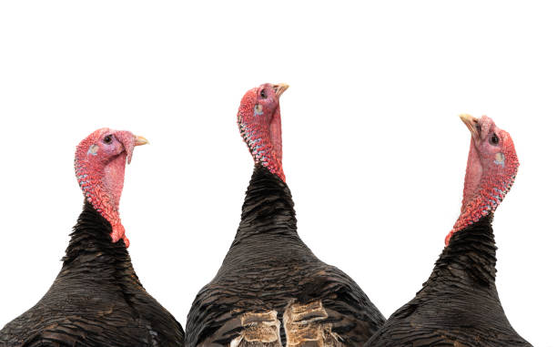 istock three bronze turkey isolated on a white background 1223609299