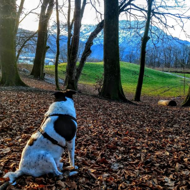 istock Dog sitting in the forest. 1223609303
