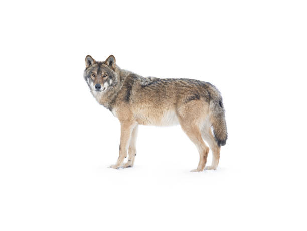 istock wolf standing in the snow isolated on a white background 1223609321