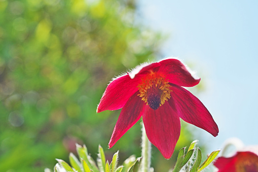 Pasqueflower\nOkinagusa, Okinasou