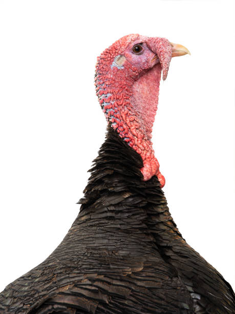istock Bronze turkey isolated on a white background 1223609598