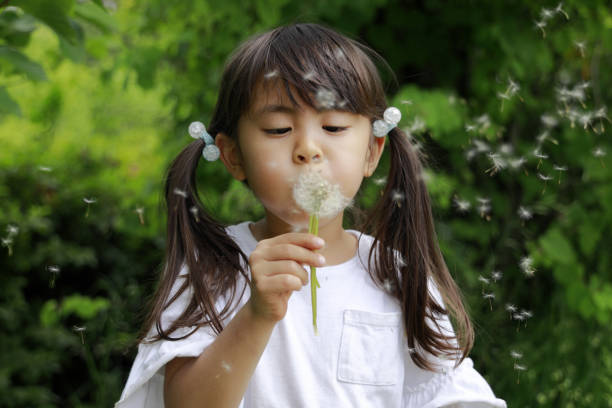 istock Japanese girl blowing dandelion seeds (5 years old) 1223609813