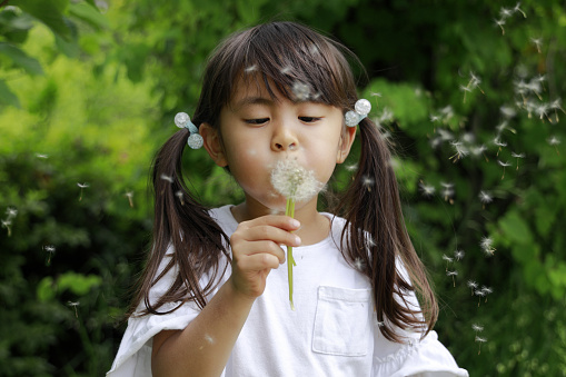 Japanese girl blowing dandelion seeds (5 years old)