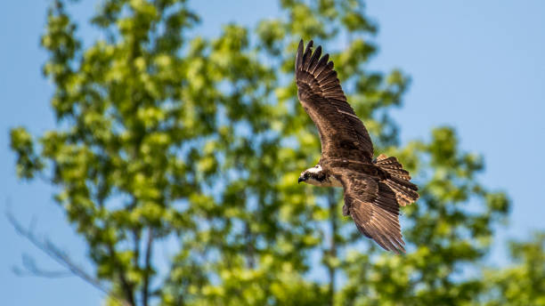 istock Osprey in flight searching for a meal with fish and nesting material 1223609883