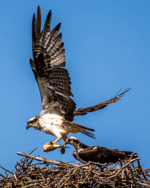 istock Osprey in flight searching for a meal with fish and nesting material 1223609980