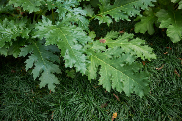 acanthus mollis - acanthus pattern - fotografias e filmes do acervo