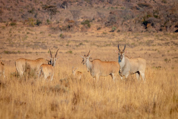 troupeau d’eland restant dans l’herbe. - éland du cap photos et images de collection